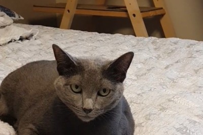 This Beautiful Cat's Quirky Antics Will Have You in Stitches!