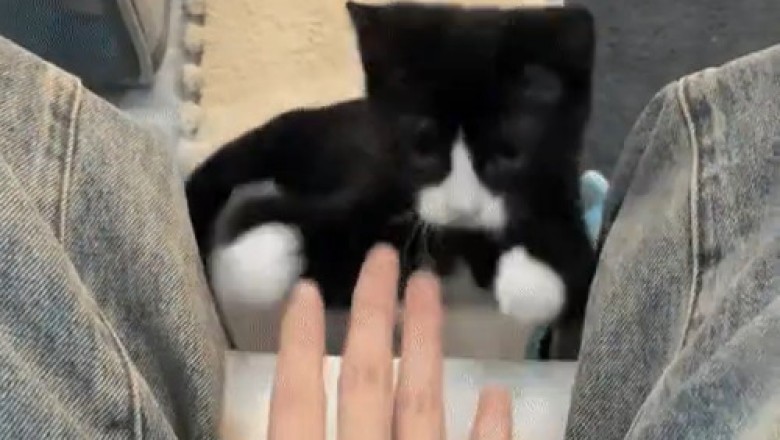 This 'Normal' Cat's Quirky Antics Will Leave You in Stitches!