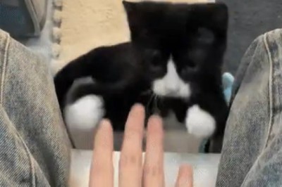 This 'Normal' Cat's Quirky Antics Will Leave You in Stitches!