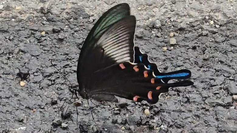 Watch This Beautiful Butterfly Unleash Its Hilarious Dance Moves!