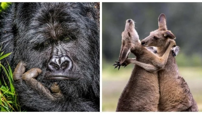 15 Hilarious Animal Photos That Will Have You in Stitches from the Nikon Comedy Wildlife Awards!