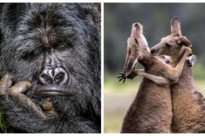 15 Hilarious Animal Photos That Will Have You in Stitches from the Nikon Comedy Wildlife Awards!