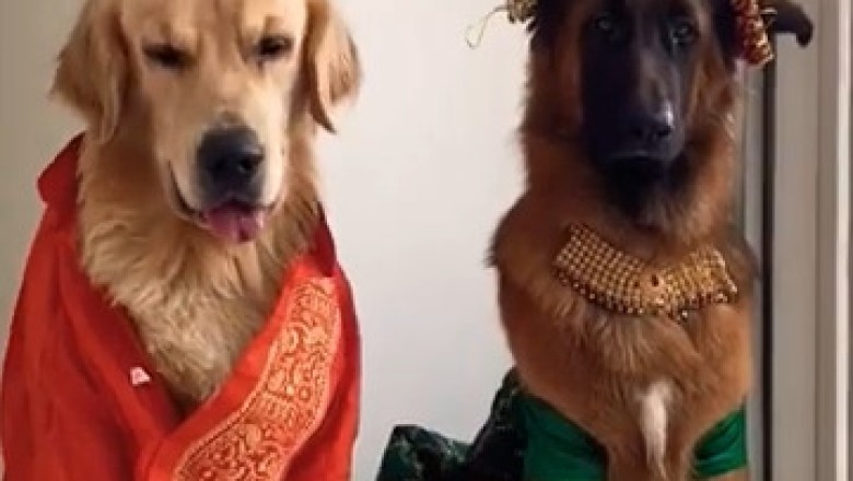 Pawsitively Fabulous: Dogs Slaying in Indian Costumes!