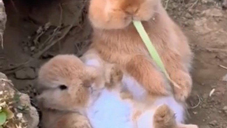 Watch This Clever Rabbit Disappear into Its Secret Hole! 🐇