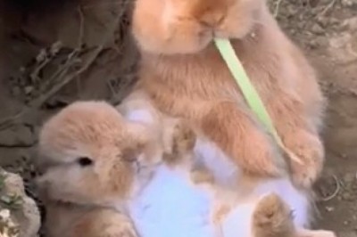 Watch This Clever Rabbit Disappear into Its Secret Hole! 🐇