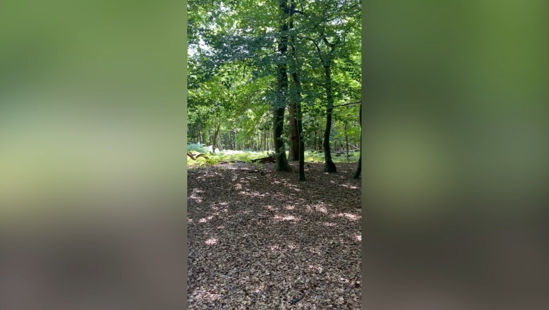 Adorable Wallabies Roaming the English Countryside!