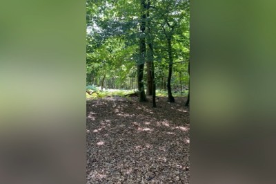 Adorable Wallabies Roaming the English Countryside!