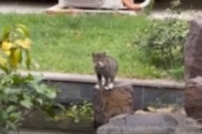 Cat vs. River: The Most Dramatic Crossing EVER! (Fail Compilation)