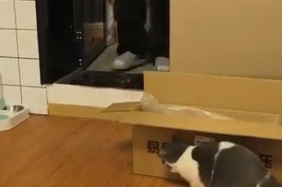 The Naughty Cat That Gets Into Everything!