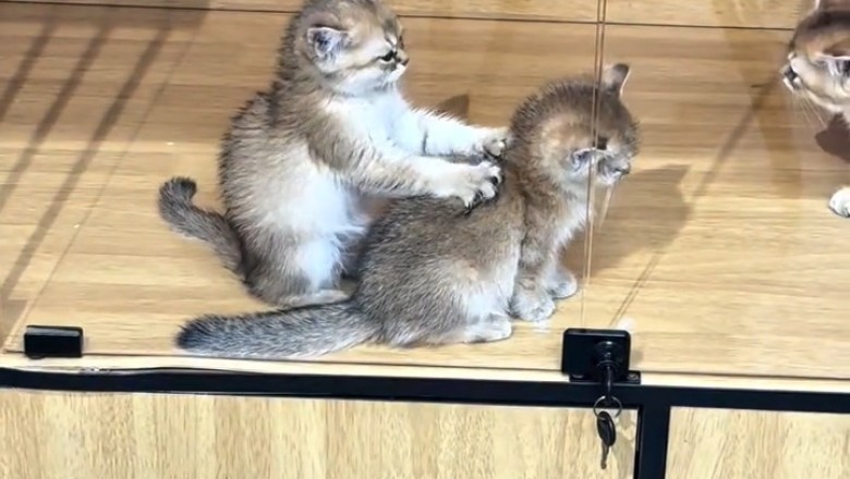 Too Cute! Kitten Massage Fails &amp; Fluffy Laughter Moments