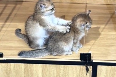 Too Cute! Kitten Massage Fails & Fluffy Laughter Moments