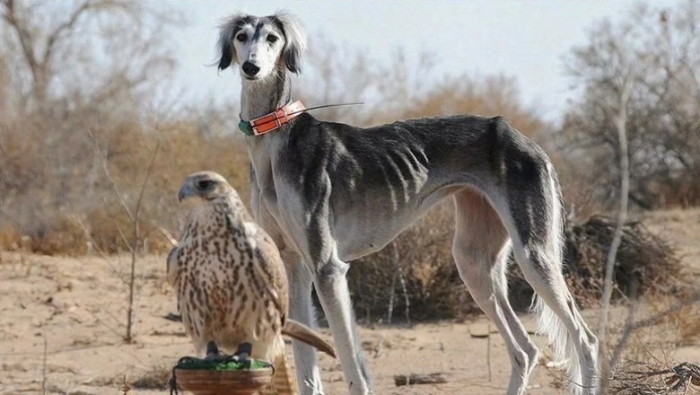 Reviving Tradition: Kazakhstan's Tazy Revival Center Set to Open in 2025!