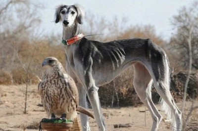 Reviving Tradition: Kazakhstan's Tazy Revival Center Set to Open in 2025!