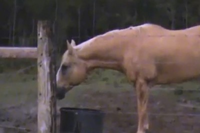 Cow Chaos: Hilarious Chase from 13 Years Ago – You Won't Believe Your Eyes!
