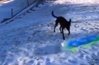 Epic Dog Sledding Adventure: Thrilling Ride Through Winter Wonderland!