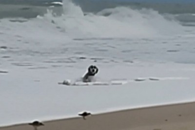 Hilarious Reaction: Dog Encounters the Sea for the First Time!