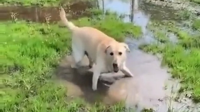 The Happiest Dog Ever: Pure Joy Captured in One Video!