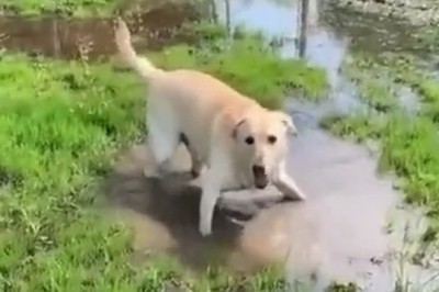 The Happiest Dog Ever: Pure Joy Captured in One Video!