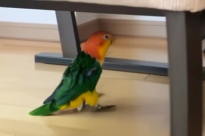 Unbelievable Parrot Visits the Yard!