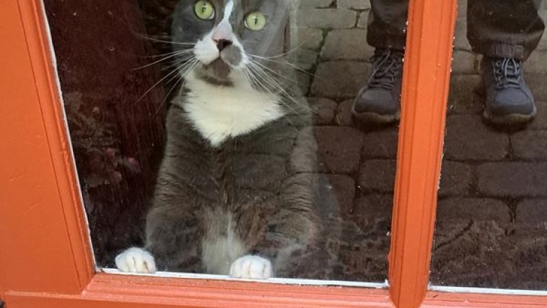 20 Heartwarming Moments That Prove Cats Are The Ultimate Stress Relievers!