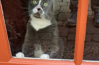 20 Heartwarming Moments That Prove Cats Are The Ultimate Stress Relievers!