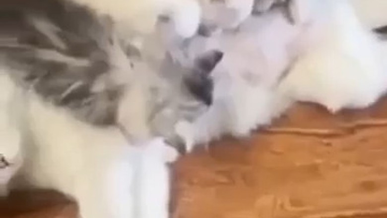 Aww-dorable Kittens: The Heartwarming Moments of Cats Breastfeeding!