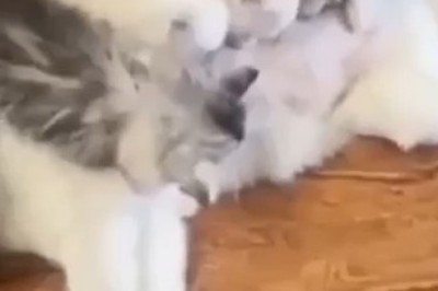 Aww-dorable Kittens: The Heartwarming Moments of Cats Breastfeeding!