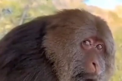 Banana Hunters: Watch This Hilarious Primate Chase Down a Butterfly with Epic Monkey Moves!