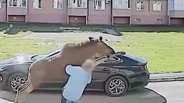 Hilarious Moose Encounter: Watch This Moose Jump on a Pedestrian!