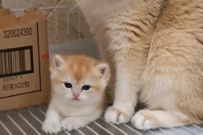 Mommy Cat and Her Adorable Kitten: Cuteness Overload!