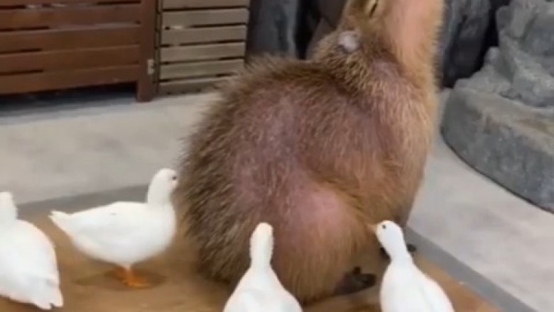 Shaving Animal Hair: The Ultimate Transformation!
