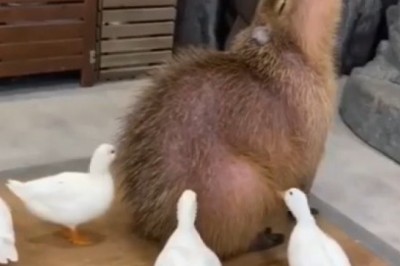 Shaving Animal Hair: The Ultimate Transformation!
