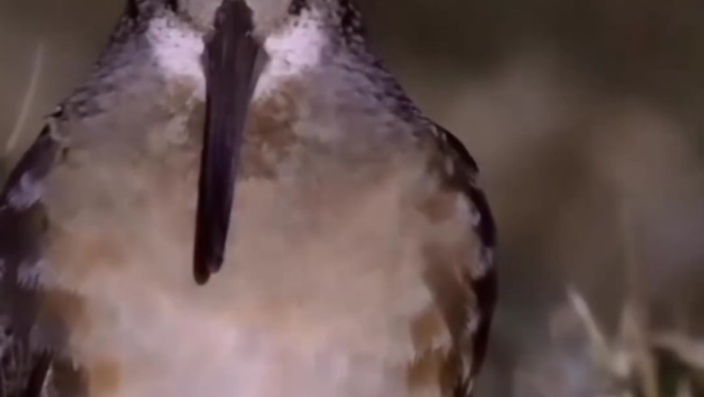 The Enchanting Sound of the Woodcock: Nature's Unique Melody