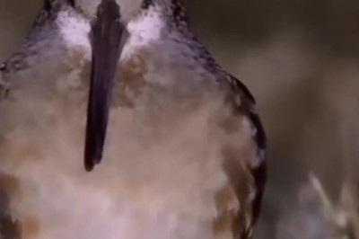 The Enchanting Sound of the Woodcock: Nature's Unique Melody