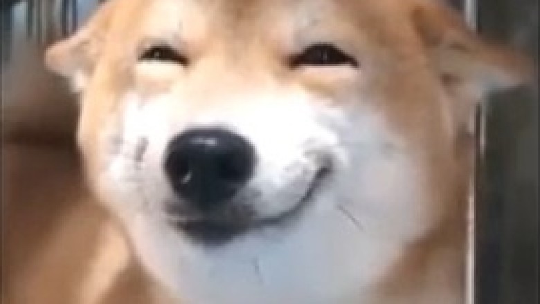 This Dog's Hilarious Reactions Will Have You in Stitches! 😂🐶