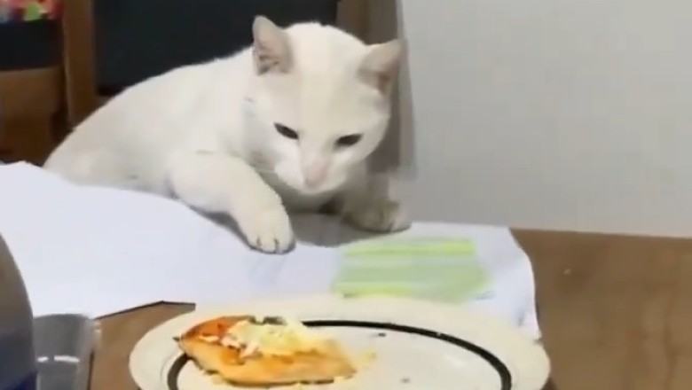 CATS & PIZZA: Why This Feline Can’t Have a Slice!