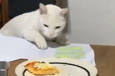 CATS & PIZZA: Why This Feline Can’t Have a Slice!