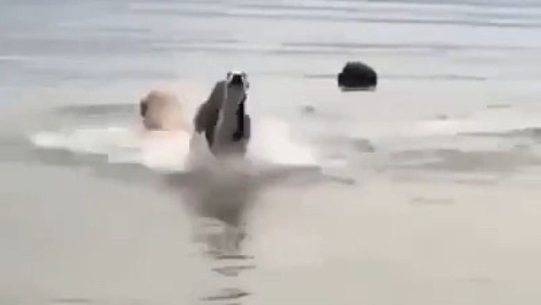 Dogs Gone Wild: Epic Sea Adventure as Pups Run Through Waves!