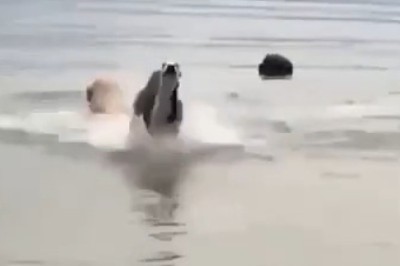 Dogs Gone Wild: Epic Sea Adventure as Pups Run Through Waves!