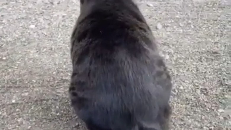 Epic Feline Fails: Cat Attempts Gymnastic Jumps!
