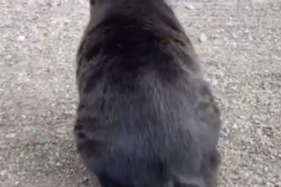 Epic Feline Fails: Cat Attempts Gymnastic Jumps!