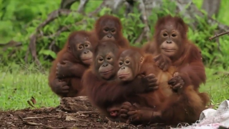 Monkeys vs. Snake: The Hilarious Surprised Reactions You Won't Believe!