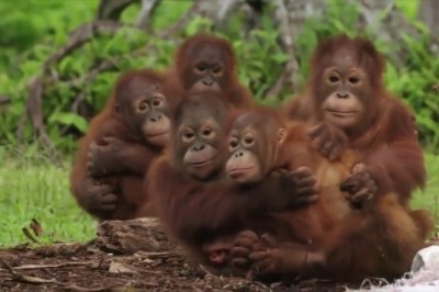 Monkeys vs. Snake: The Hilarious Surprised Reactions You Won't Believe!