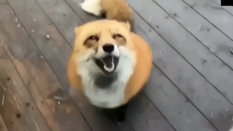 The Adorable Fox Who Can't Get Enough of Haircuts!