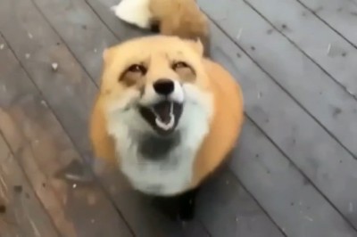 The Adorable Fox Who Can't Get Enough of Haircuts!