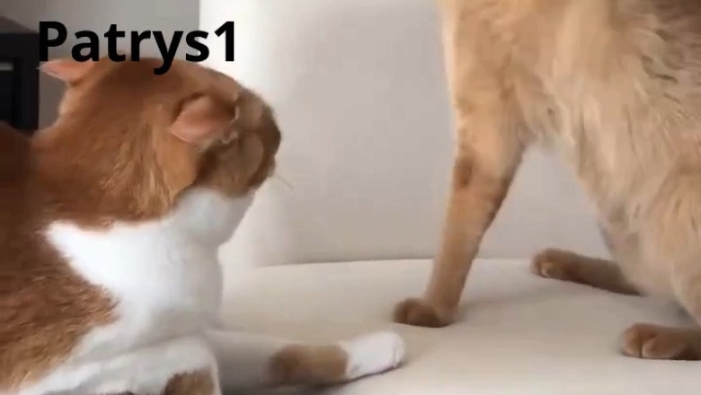 Unexpected Cat Fight: When One Kitty Strikes for No Reason! 😼