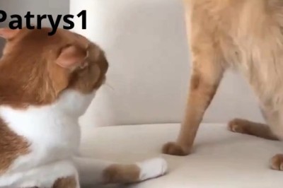 Unexpected Cat Fight: When One Kitty Strikes for No Reason! 😼