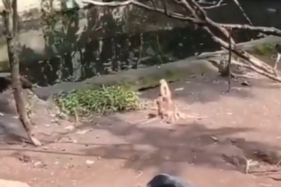 Unlikely Friends: A Monkey and Hedgehog's Adorable Adventures 🐒🦔