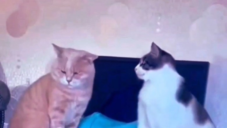 Best Friends or Stuck Together? Hilarious Cats That Just Won't Leave Each Other Alone!