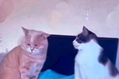 Best Friends or Stuck Together? Hilarious Cats That Just Won't Leave Each Other Alone!